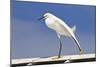Snowy Egret (Egretta thula) adult, breeding plumage, stretching wing and leg, Florida-Kevin Elsby-Mounted Photographic Print