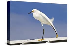 Snowy Egret (Egretta thula) adult, breeding plumage, stretching wing and leg, Florida-Kevin Elsby-Stretched Canvas
