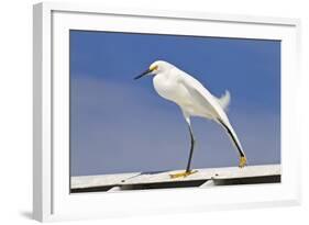 Snowy Egret (Egretta thula) adult, breeding plumage, stretching wing and leg, Florida-Kevin Elsby-Framed Photographic Print