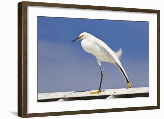 Snowy Egret (Egretta thula) adult, breeding plumage, stretching wing and leg, Florida-Kevin Elsby-Framed Photographic Print