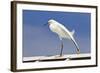 Snowy Egret (Egretta thula) adult, breeding plumage, stretching wing and leg, Florida-Kevin Elsby-Framed Photographic Print