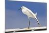 Snowy Egret (Egretta thula) adult, breeding plumage, stretching wing and leg, Florida-Kevin Elsby-Mounted Photographic Print