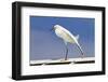 Snowy Egret (Egretta thula) adult, breeding plumage, stretching wing and leg, Florida-Kevin Elsby-Framed Premium Photographic Print