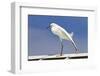 Snowy Egret (Egretta thula) adult, breeding plumage, stretching wing and leg, Florida-Kevin Elsby-Framed Premium Photographic Print