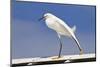 Snowy Egret (Egretta thula) adult, breeding plumage, stretching wing and leg, Florida-Kevin Elsby-Mounted Premium Photographic Print