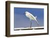 Snowy Egret (Egretta thula) adult, breeding plumage, stretching wing and leg, Florida-Kevin Elsby-Framed Photographic Print