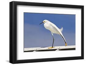 Snowy Egret (Egretta thula) adult, breeding plumage, stretching wing and leg, Florida-Kevin Elsby-Framed Photographic Print