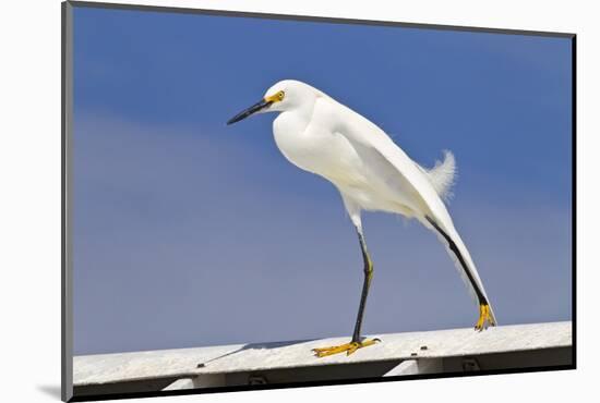 Snowy Egret (Egretta thula) adult, breeding plumage, stretching wing and leg, Florida-Kevin Elsby-Mounted Photographic Print