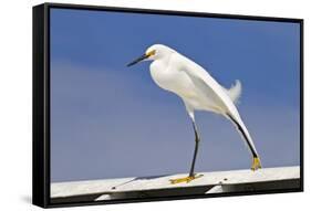 Snowy Egret (Egretta thula) adult, breeding plumage, stretching wing and leg, Florida-Kevin Elsby-Framed Stretched Canvas