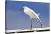 Snowy Egret (Egretta thula) adult, breeding plumage, stretching wing and leg, Florida-Kevin Elsby-Stretched Canvas