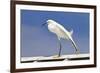 Snowy Egret (Egretta thula) adult, breeding plumage, stretching wing and leg, Florida-Kevin Elsby-Framed Photographic Print