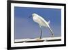 Snowy Egret (Egretta thula) adult, breeding plumage, stretching wing and leg, Florida-Kevin Elsby-Framed Photographic Print