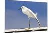 Snowy Egret (Egretta thula) adult, breeding plumage, stretching wing and leg, Florida-Kevin Elsby-Mounted Photographic Print