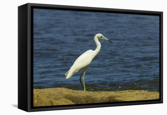 Snowy Egret (Egretta Thula) by the Nosara River Mouth Near the Biological Reserve-Rob Francis-Framed Stretched Canvas