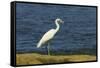 Snowy Egret (Egretta Thula) by the Nosara River Mouth Near the Biological Reserve-Rob Francis-Framed Stretched Canvas