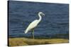 Snowy Egret (Egretta Thula) by the Nosara River Mouth Near the Biological Reserve-Rob Francis-Stretched Canvas