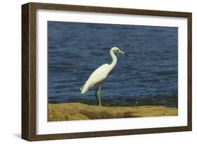 Snowy Egret (Egretta Thula) by the Nosara River Mouth Near the Biological Reserve-Rob Francis-Framed Photographic Print