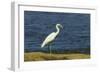 Snowy Egret (Egretta Thula) by the Nosara River Mouth Near the Biological Reserve-Rob Francis-Framed Photographic Print