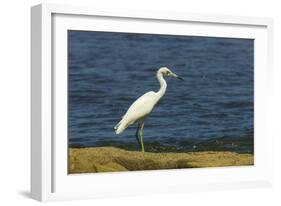 Snowy Egret (Egretta Thula) by the Nosara River Mouth Near the Biological Reserve-Rob Francis-Framed Photographic Print