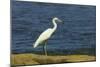 Snowy Egret (Egretta Thula) by the Nosara River Mouth Near the Biological Reserve-Rob Francis-Mounted Photographic Print