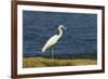 Snowy Egret (Egretta Thula) by the Nosara River Mouth Near the Biological Reserve-Rob Francis-Framed Photographic Print