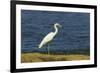 Snowy Egret (Egretta Thula) by the Nosara River Mouth Near the Biological Reserve-Rob Francis-Framed Photographic Print