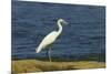 Snowy Egret (Egretta Thula) by the Nosara River Mouth Near the Biological Reserve-Rob Francis-Mounted Photographic Print