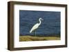 Snowy Egret (Egretta Thula) by the Nosara River Mouth Near the Biological Reserve-Rob Francis-Framed Photographic Print