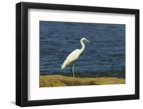 Snowy Egret (Egretta Thula) by the Nosara River Mouth Near the Biological Reserve-Rob Francis-Framed Photographic Print