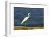 Snowy Egret (Egretta Thula) by the Nosara River Mouth Near the Biological Reserve-Rob Francis-Framed Photographic Print