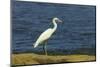 Snowy Egret (Egretta Thula) by the Nosara River Mouth Near the Biological Reserve-Rob Francis-Mounted Photographic Print