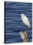 Snowy Egret (Egretta Thula), Sonny Bono Salton Sea National Wildlife Refuge, California, USA-null-Stretched Canvas