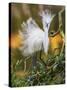 Snowy Egret (Egretta Thula) With Plumes Erect, St. Augustine, Florida, USA, April-George Sanker-Stretched Canvas