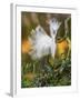 Snowy Egret (Egretta Thula) With Plumes Erect, St. Augustine, Florida, USA, April-George Sanker-Framed Photographic Print