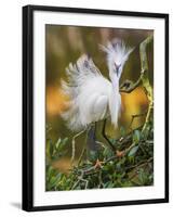 Snowy Egret (Egretta Thula) With Plumes Erect, St. Augustine, Florida, USA, April-George Sanker-Framed Photographic Print