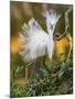 Snowy Egret (Egretta Thula) With Plumes Erect, St. Augustine, Florida, USA, April-George Sanker-Mounted Photographic Print