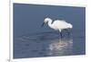 Snowy egret. Elkhorn Slough. Monterey. California.-Tom Norring-Framed Photographic Print