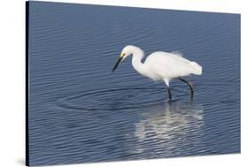 Snowy egret. Elkhorn Slough. Monterey. California.-Tom Norring-Stretched Canvas