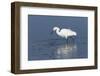 Snowy egret. Elkhorn Slough. Monterey. California.-Tom Norring-Framed Photographic Print