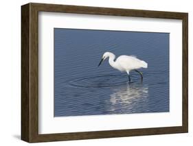 Snowy egret. Elkhorn Slough. Monterey. California.-Tom Norring-Framed Photographic Print