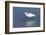 Snowy egret. Elkhorn Slough. Monterey. California.-Tom Norring-Framed Photographic Print