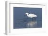 Snowy egret. Elkhorn Slough. Monterey. California.-Tom Norring-Framed Photographic Print