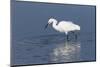 Snowy egret. Elkhorn Slough. Monterey. California.-Tom Norring-Mounted Photographic Print