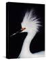 Snowy Egret in Breeding Plumage, Ding Darling National Wildlife Refuge, Sanibel Island, Florida,-Charles Sleicher-Stretched Canvas