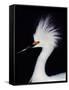 Snowy Egret in Breeding Plumage, Ding Darling National Wildlife Refuge, Sanibel Island, Florida,-Charles Sleicher-Framed Stretched Canvas