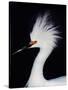 Snowy Egret in Breeding Plumage, Ding Darling National Wildlife Refuge, Sanibel Island, Florida,-Charles Sleicher-Stretched Canvas
