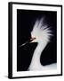 Snowy Egret in Breeding Plumage, Ding Darling National Wildlife Refuge, Sanibel Island, Florida,-Charles Sleicher-Framed Premium Photographic Print