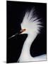 Snowy Egret in Breeding Plumage, Ding Darling National Wildlife Refuge, Sanibel Island, Florida,-Charles Sleicher-Mounted Premium Photographic Print