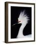 Snowy Egret in Breeding Plumage, Ding Darling National Wildlife Refuge, Sanibel Island, Florida,-Charles Sleicher-Framed Photographic Print