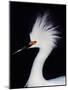 Snowy Egret in Breeding Plumage, Ding Darling National Wildlife Refuge, Sanibel Island, Florida,-Charles Sleicher-Mounted Photographic Print